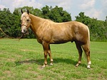 horse, mare, stallion
