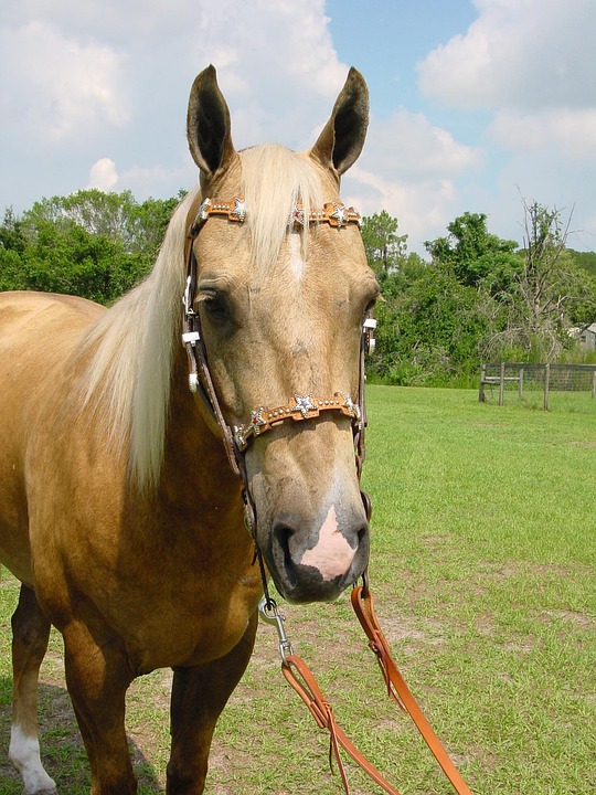 palomino horse with black mane