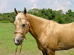 palomino, horse, mare