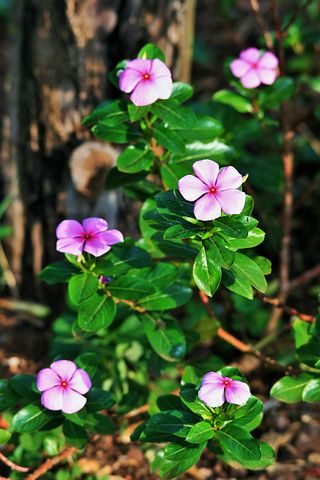 长春花照片 下载免费图片