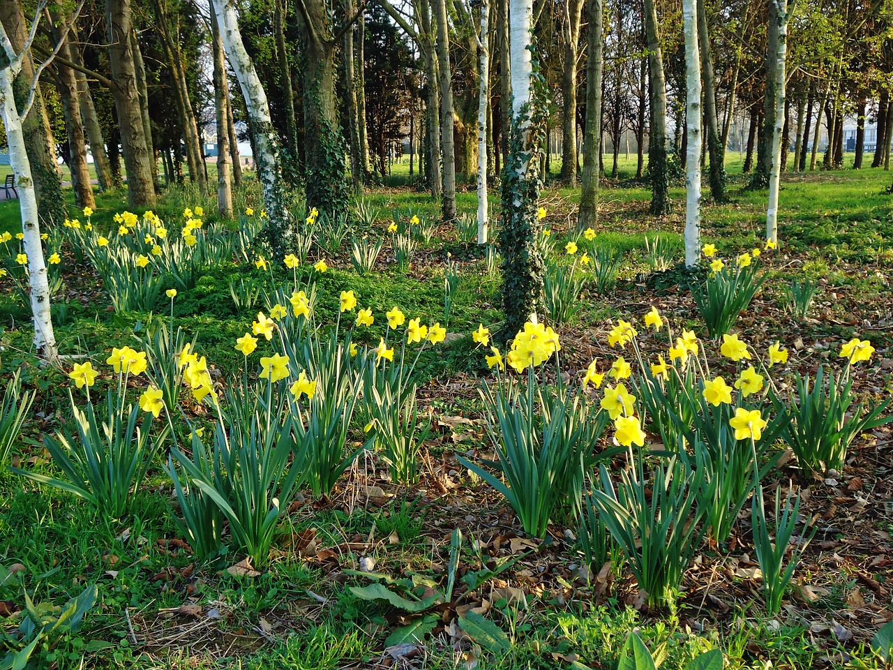 Forest Trees Daffodil Free photo on Pixabay Pixabay