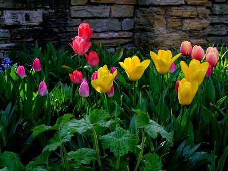 Free Tulips Beautiful Flowers photo and picture