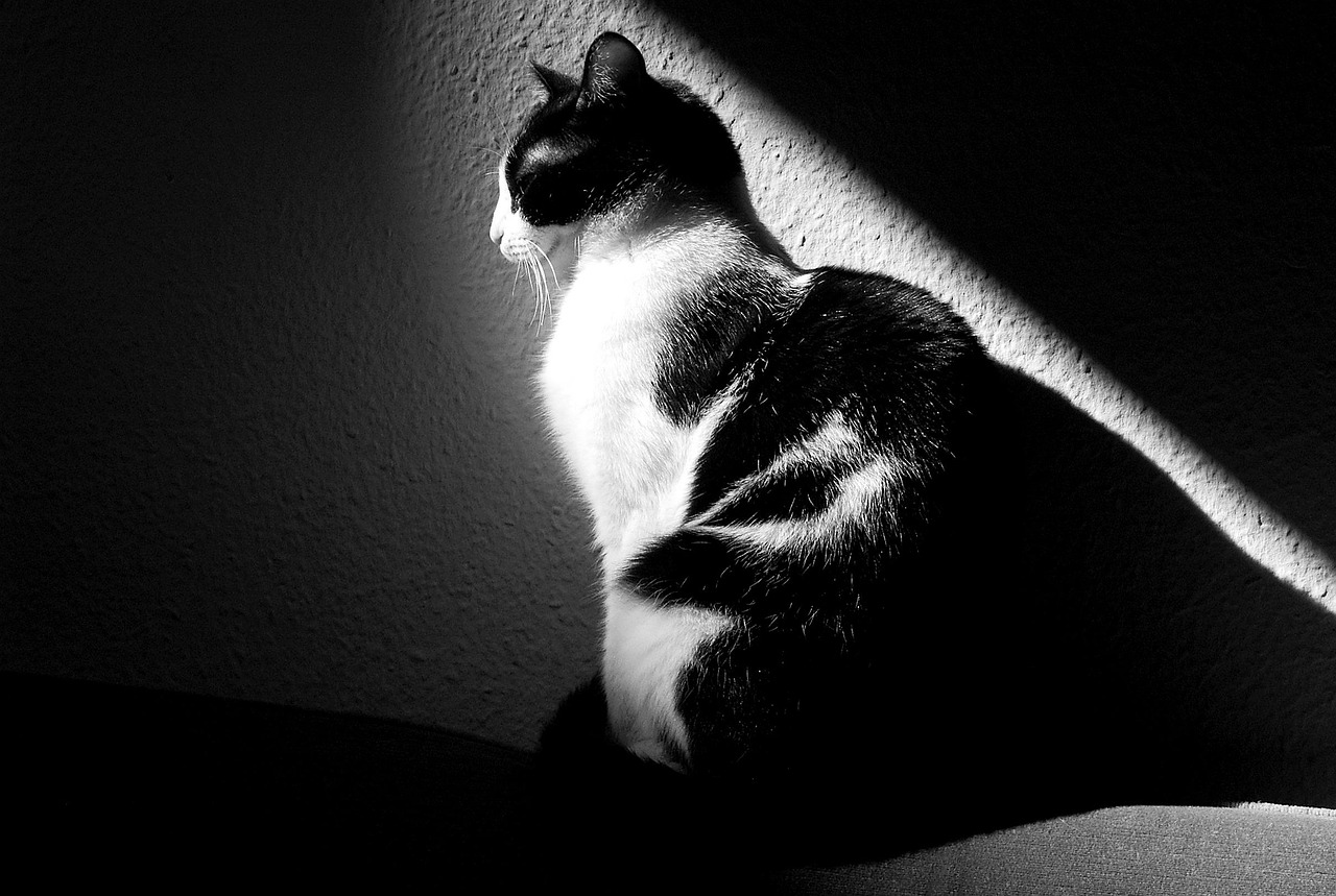 Cat Black And White Animals - Free photo on Pixabay