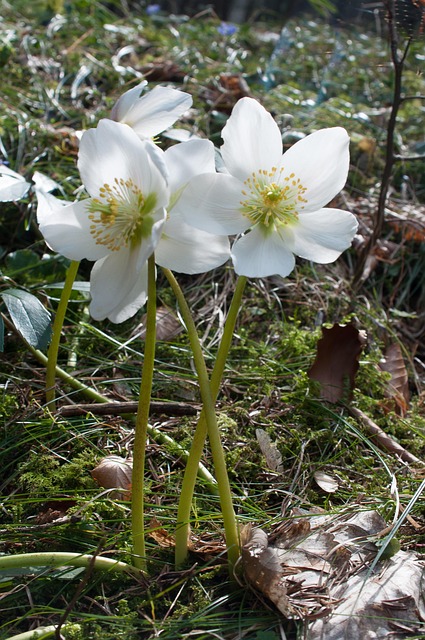 Rosa De Navidad, Anémona Blanda