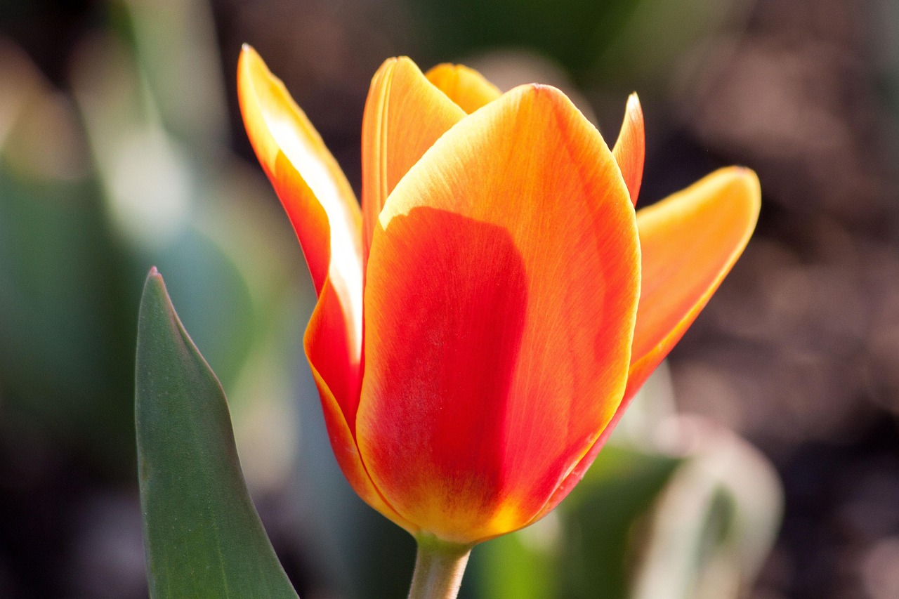 Tulip Lily Nature Free photo on Pixabay Pixabay