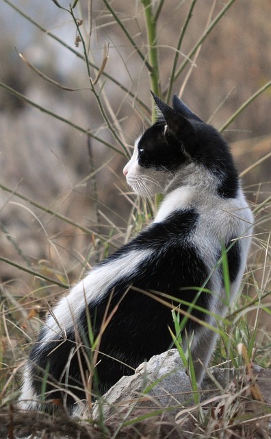 Free Cat Nature photo and picture
