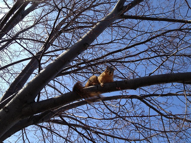 Free Squirrel Animal photo and picture
