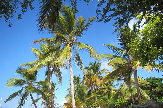 Free Palm Palm Tree photo and picture