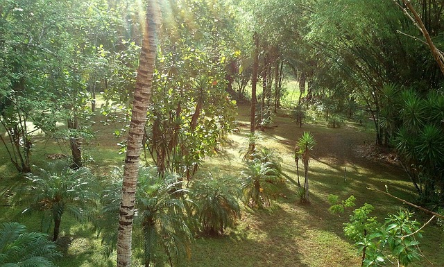 Free Bamboo Jungle photo and picture