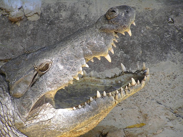 Free Crocodile Close Up photo and picture