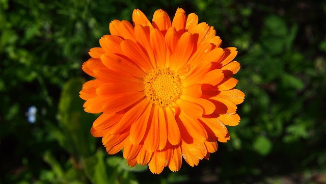 Free Flower Flower Wallpaper photo and picture