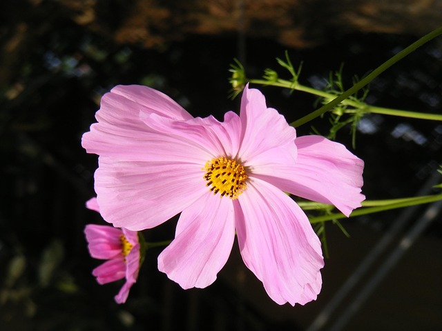 Free Wildflower Garden photo and picture