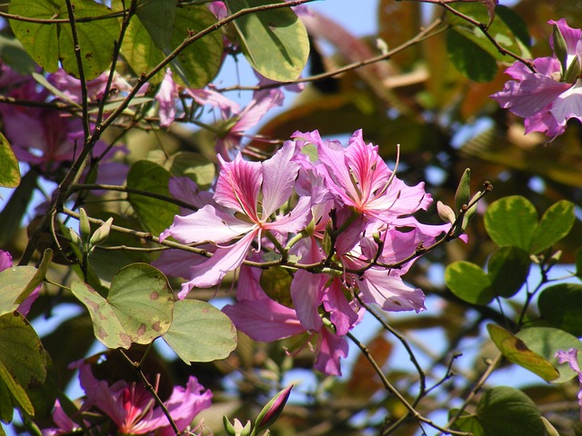 Free Flowering Blooming photo and picture