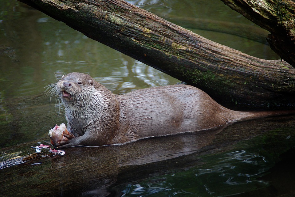 Kostenloses Foto Fischotter, Tier, Teich, Zoo Kostenloses Bild auf