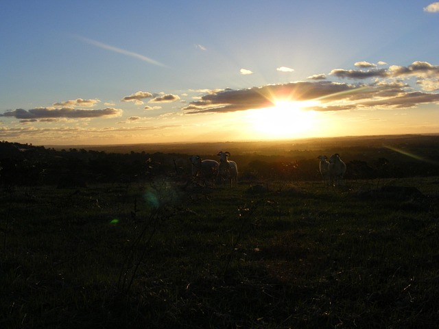 Gece Gökyüzü, Havva, Barossavalley