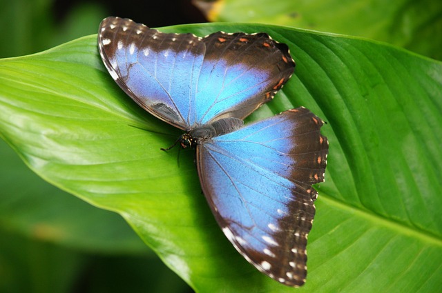 Animal, Mariposa, Multicolor, Insectos