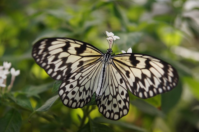 Animal, Mariposa, Multicolor, Insectos
