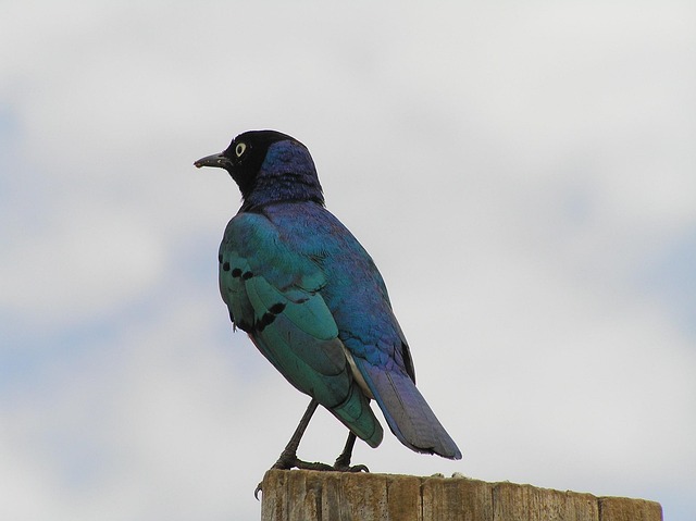 Free Bird Animal photo and picture