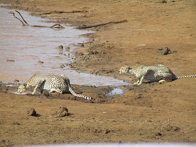 Free Predator Cheetah photo and picture