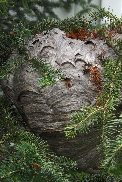 Free Wasp Nest photo and picture