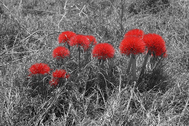 Bloem, Rood, Natuur, Bloeien, Tropisch