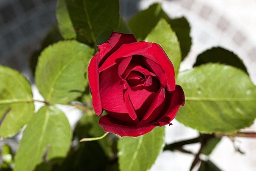 Free Rose Flower photo and picture