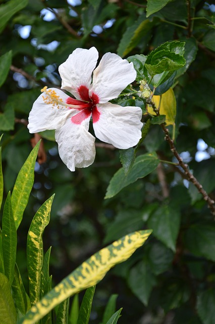 Free Hibiscus Blossom photo and picture