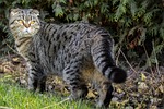 cat, scotish fold, review