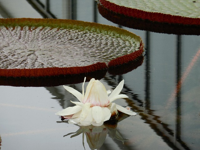 Free Water Lily Reflection photo and picture