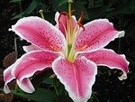 lily, flower, pink