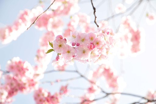 Free Cherry Tree Nature photo and picture