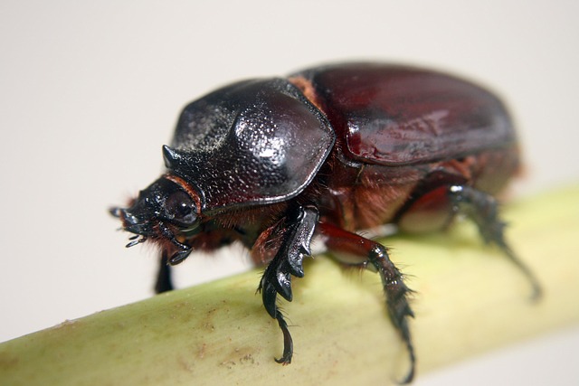Free Insect Beetle photo and picture