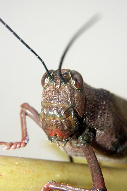 Free Lobster Grasshopper photo and picture
