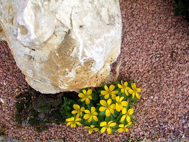 Free Fancy Stone Yellow Spring Flowers photo and picture