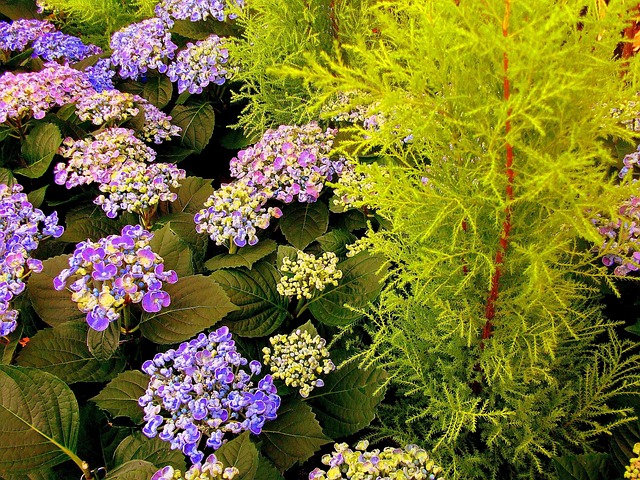 Free Plants Spring photo and picture