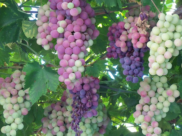 Free Grapes Fruit photo and picture
