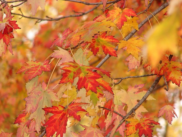 Free Autumn Fall photo and picture