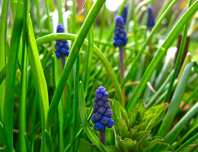 Free Muscari Grape Hyacinths photo and picture