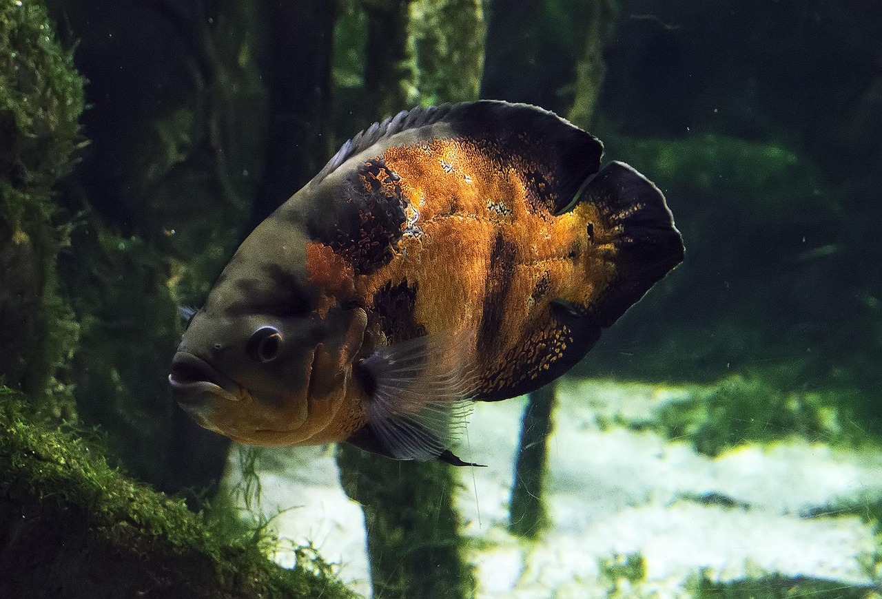 Fish Aquarium Jungle - Free photo on Pixabay