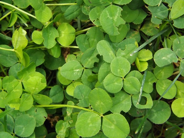 Free Clover Green photo and picture
