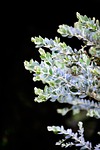 silver leafs, leaves, plant