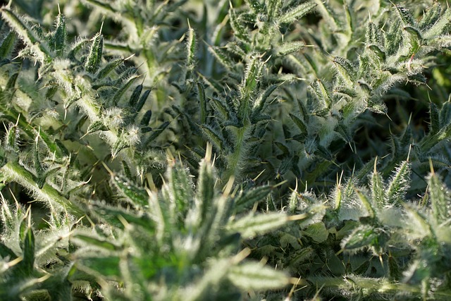 Thistle Plant Nature - Free photo on Pixabay
