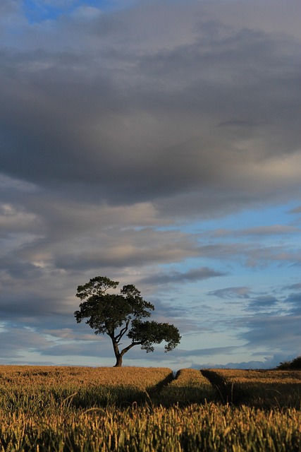 Free Field Autumn photo and picture