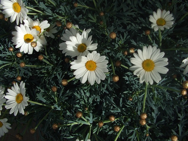 Free Pointed Flower Daisies photo and picture