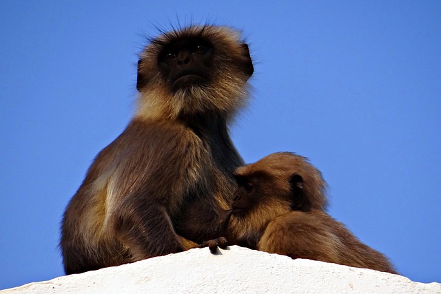 Free Monkey Mom photo and picture