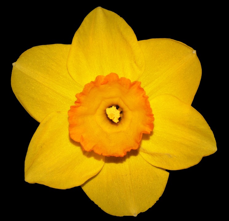 narcis blomst narcis blomst