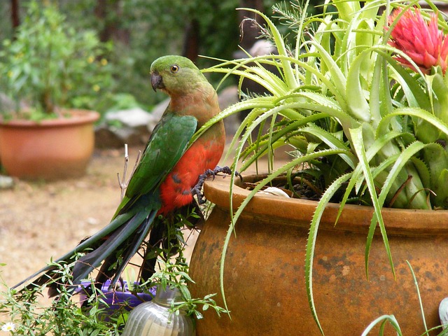 Muhabbet Kuşu, Kuş, Lorikeet, Papağan