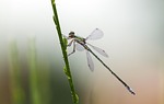 lestes virens, small emerald damselfly, males
