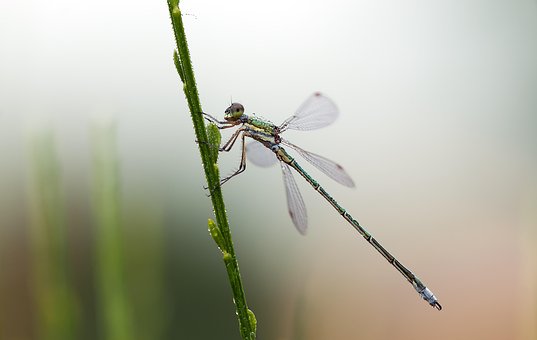 Lestes Virens, Kleine Binsenjungfer