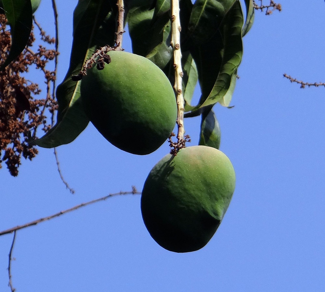Mango Mangifera Indica Fruit Free photo on Pixabay Pixabay